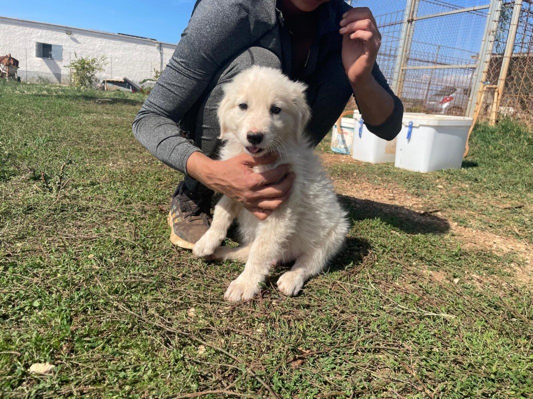 Balù