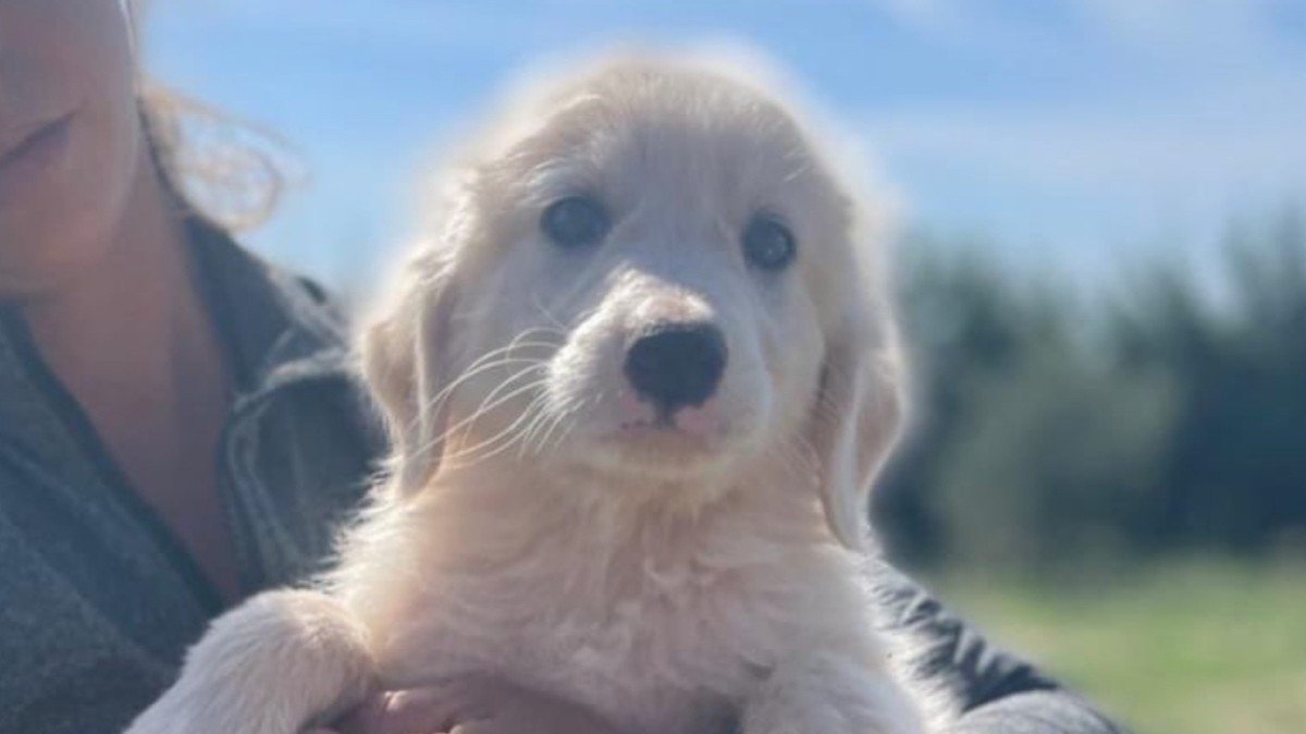 Balù