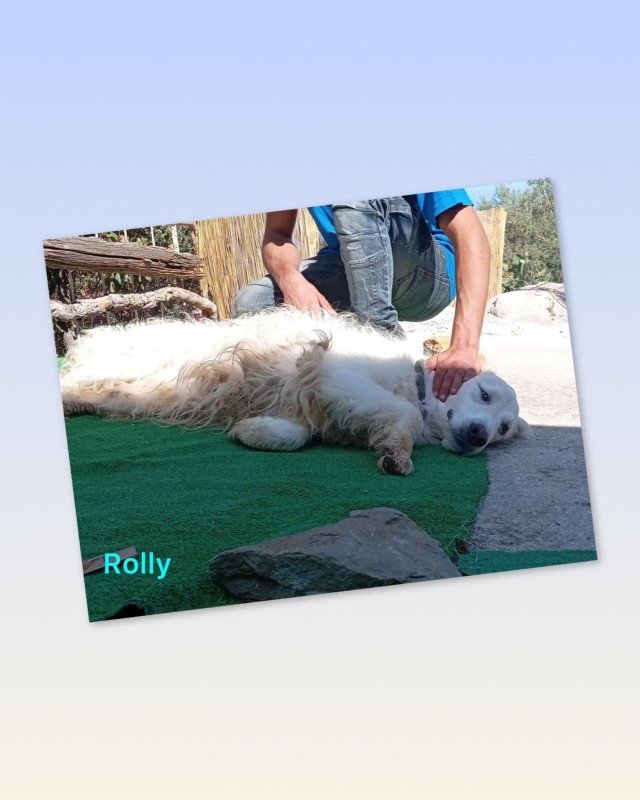 Rolly