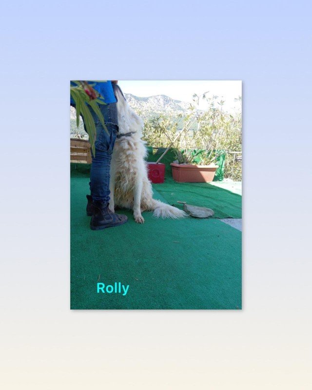 Rolly