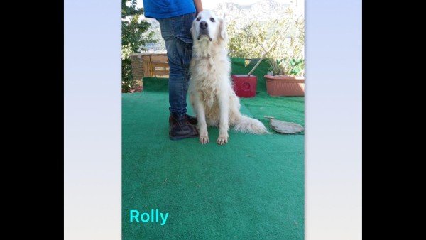 Rolly