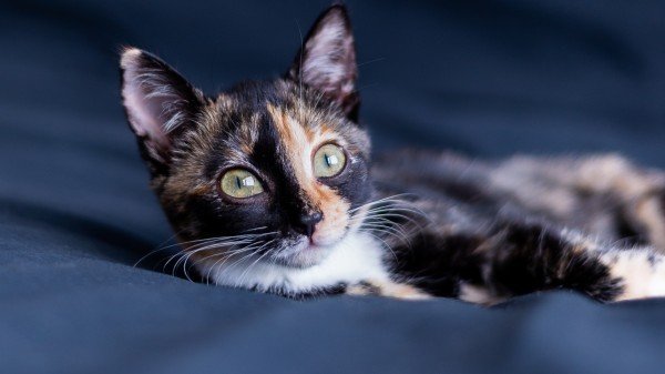 Pixie