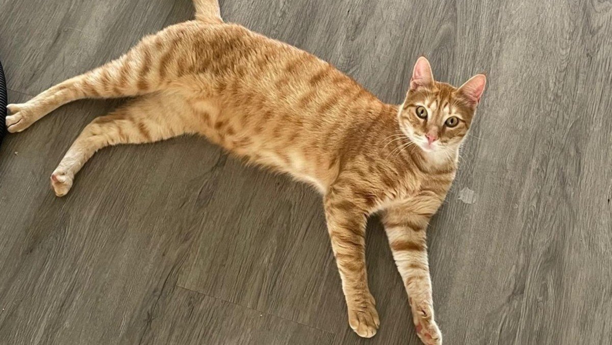 Milo
