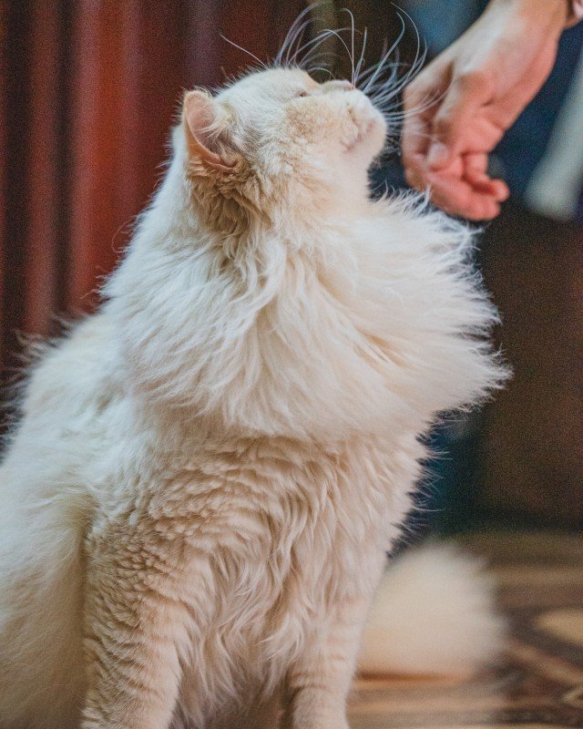 Princess