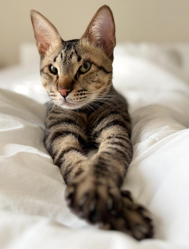 Percy
