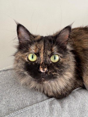 Doris