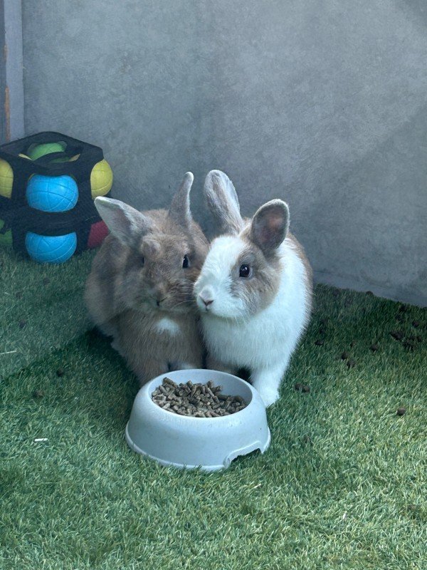 Mochi + Nugget
