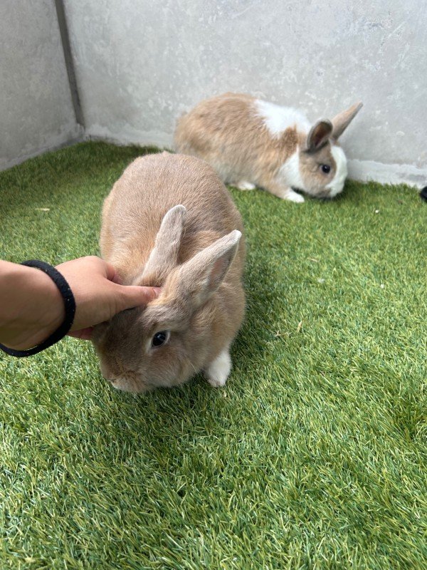 Mochi + Nugget