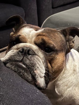 Archibald