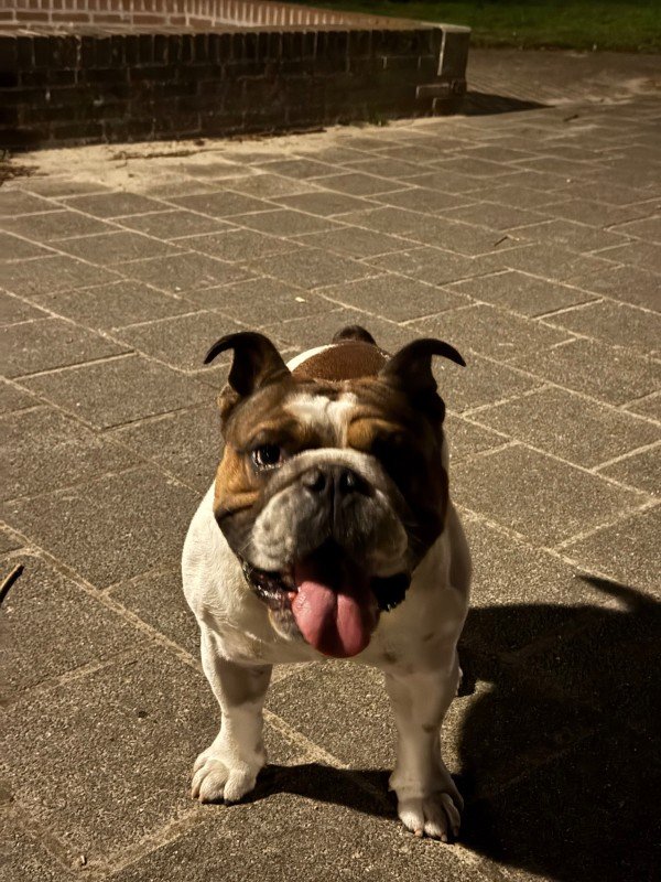 Archibald