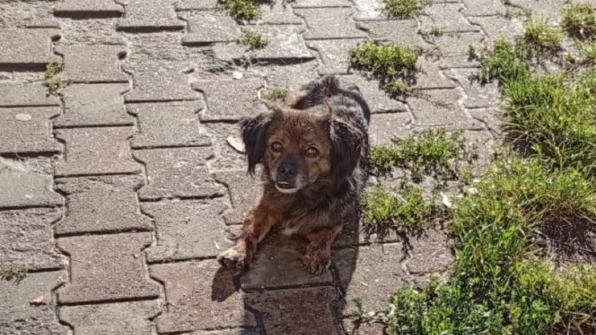 Oscar