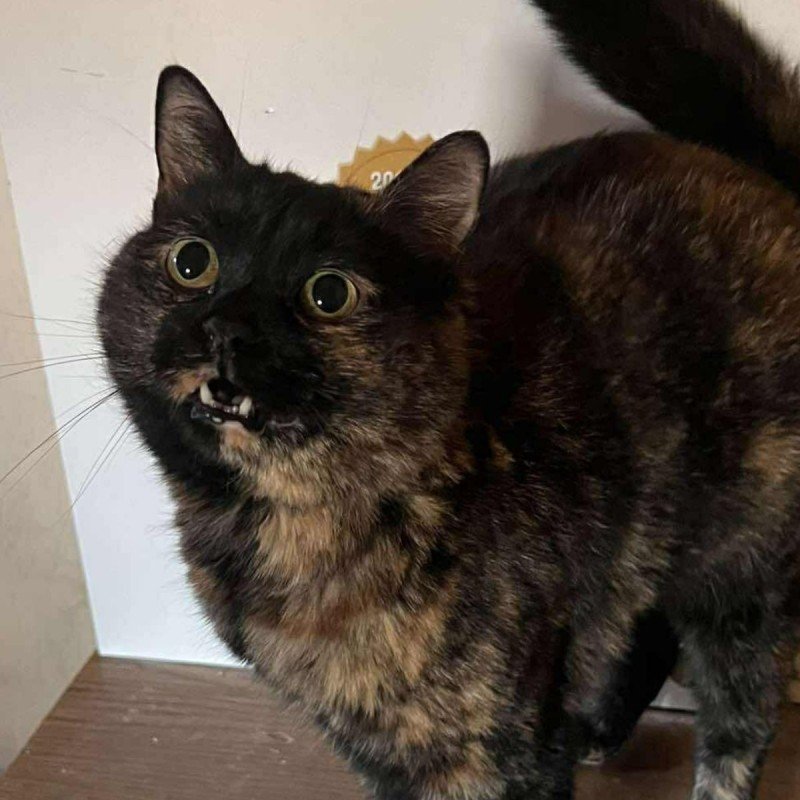 Kitty