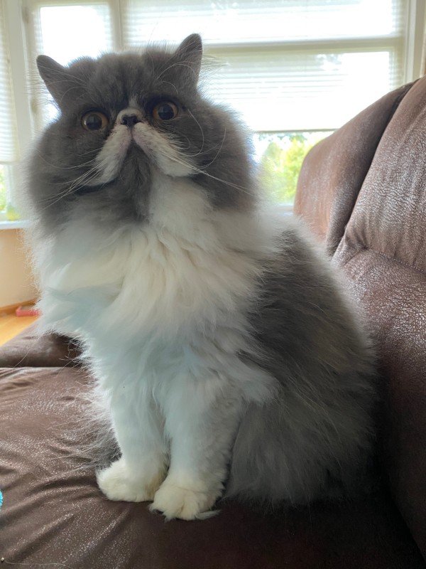 Tommie