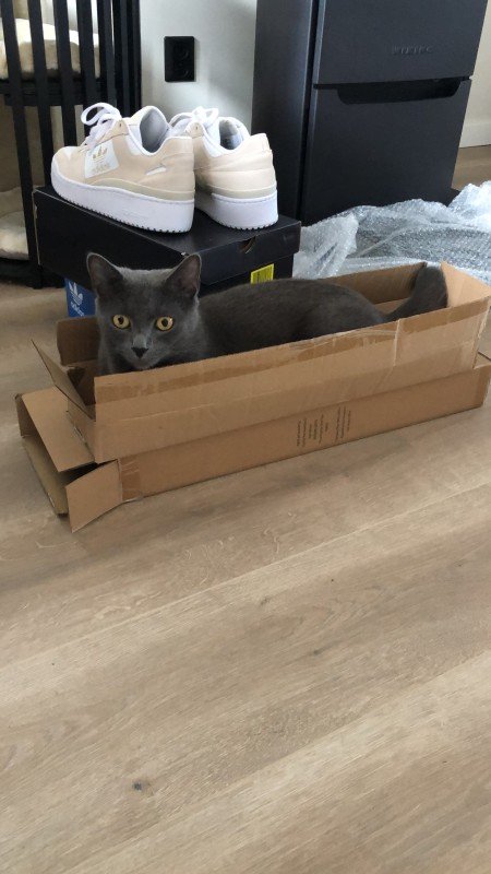 Jake