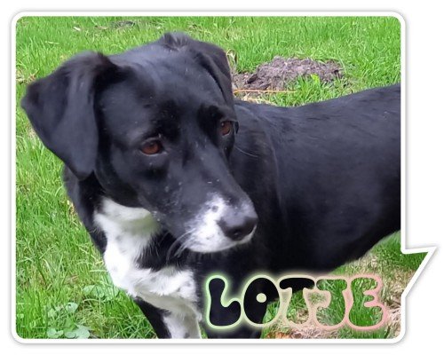 Lotje