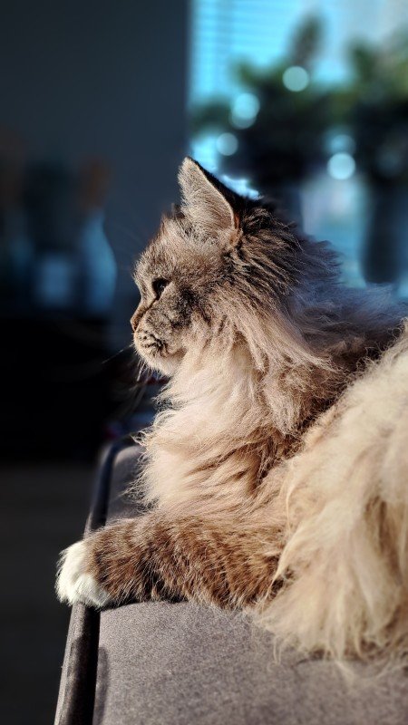 Oscar