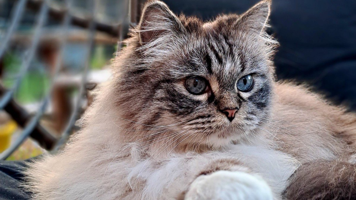 Oscar