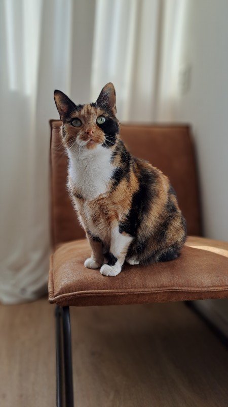 Miep