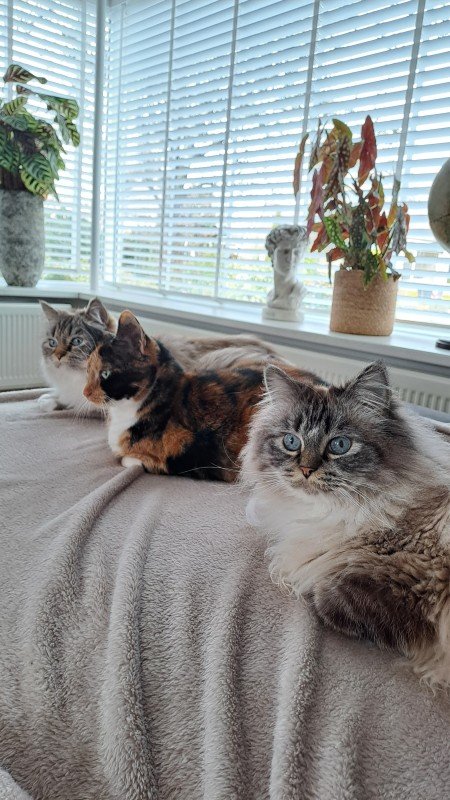Miep