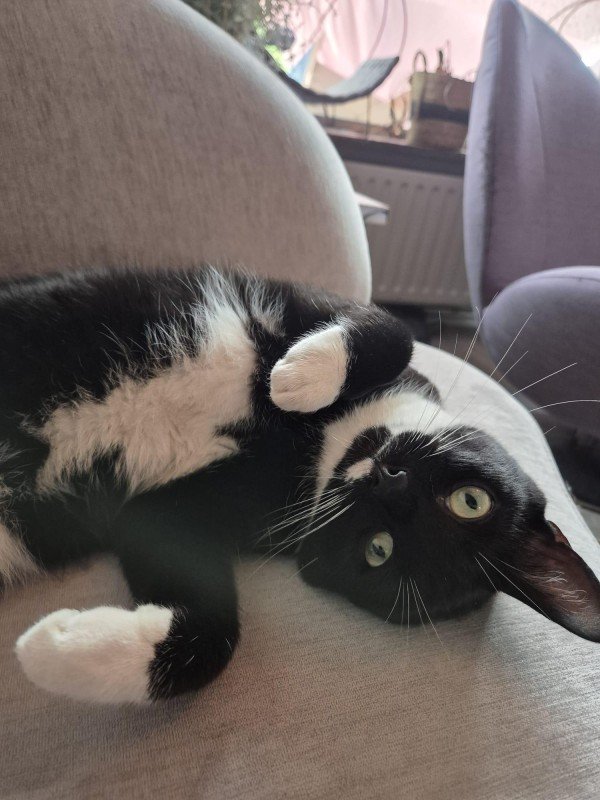 Oscar