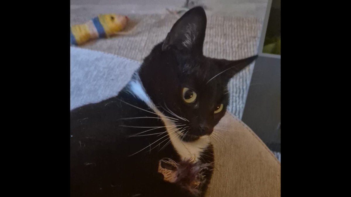 Oscar