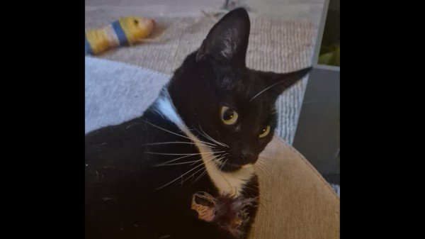 Oscar