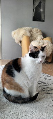 Muis