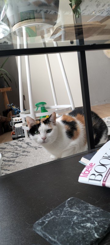 Muis