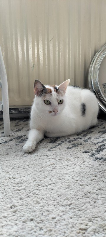 Muis