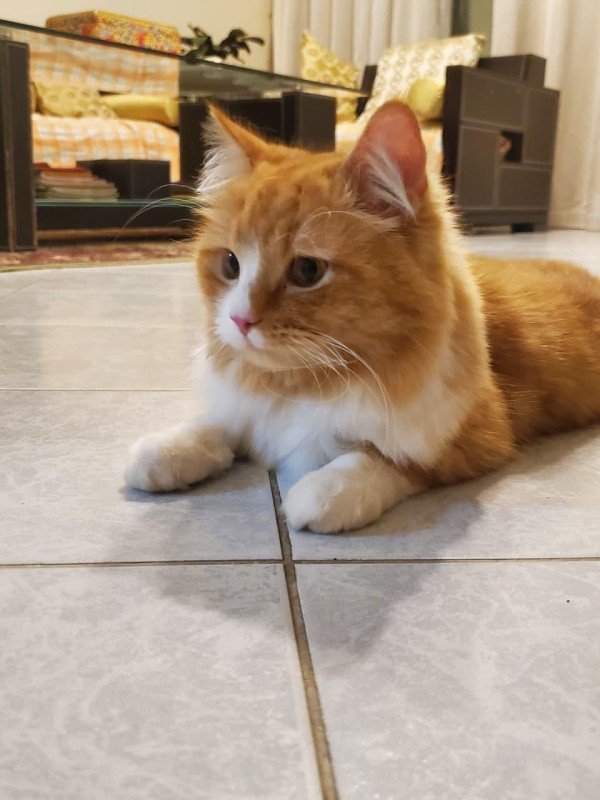 Leo