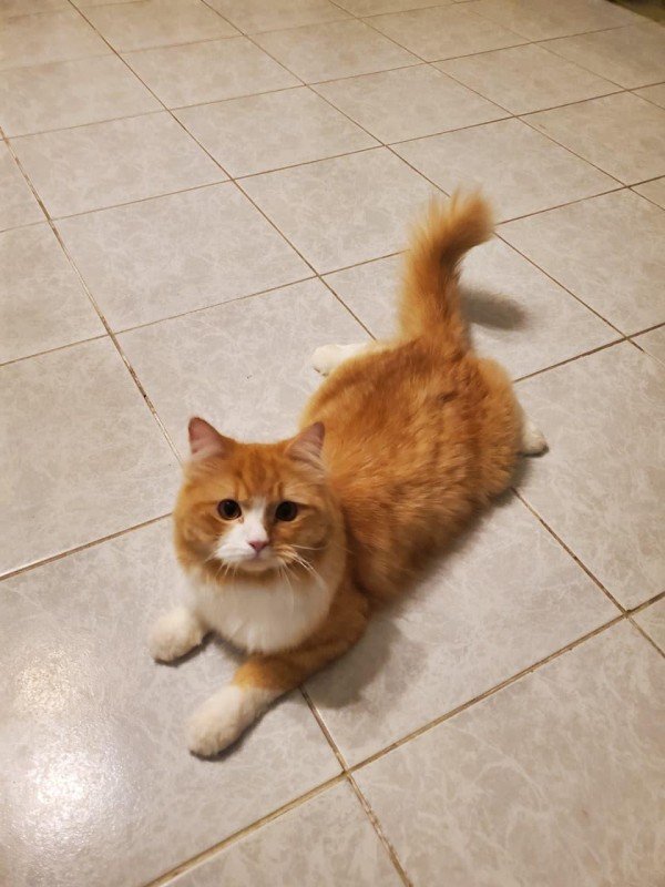 Leo