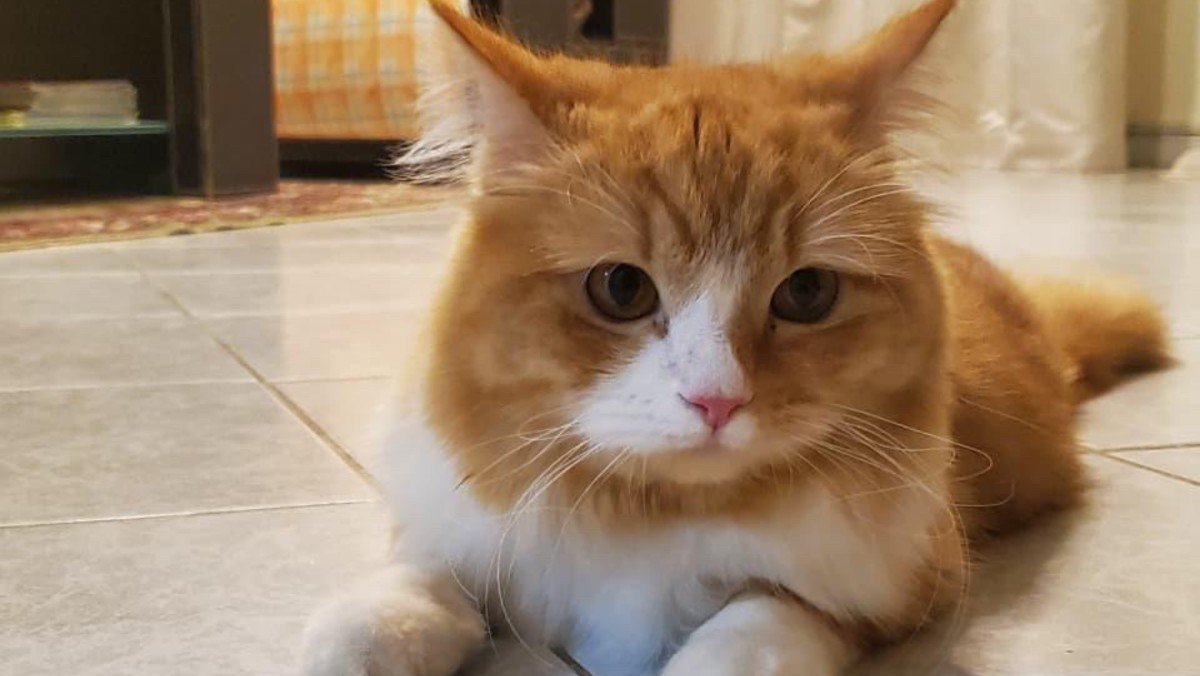 Leo