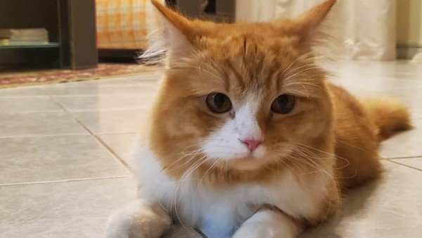 Leo