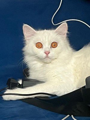 Luna