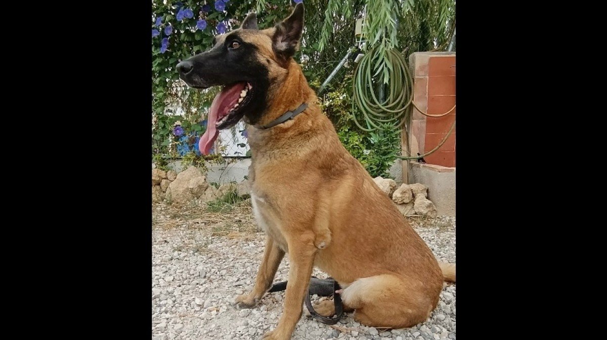 Narco