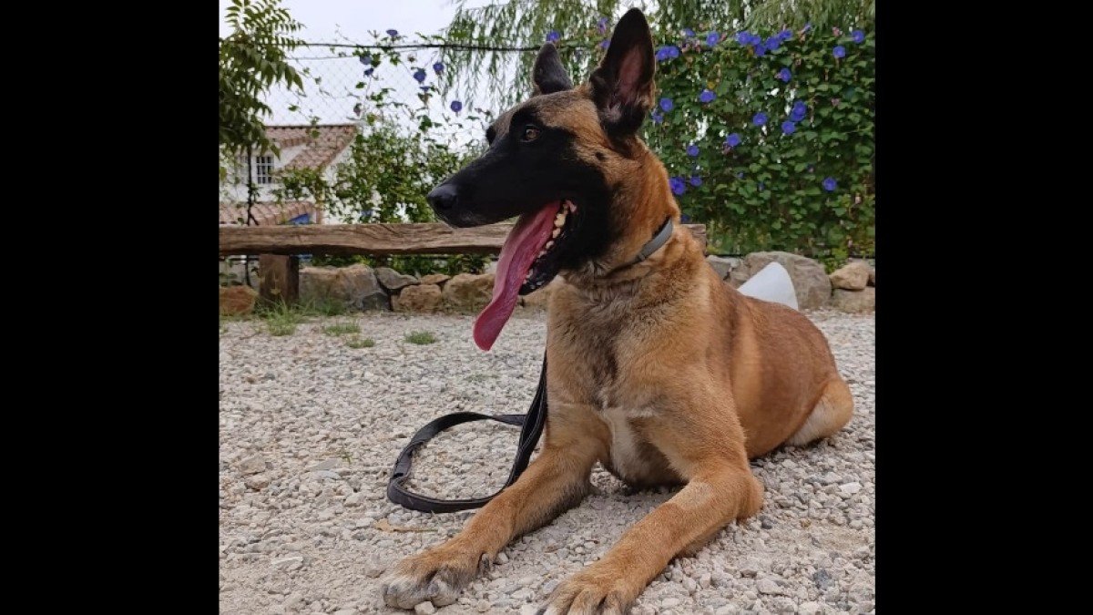 Narco