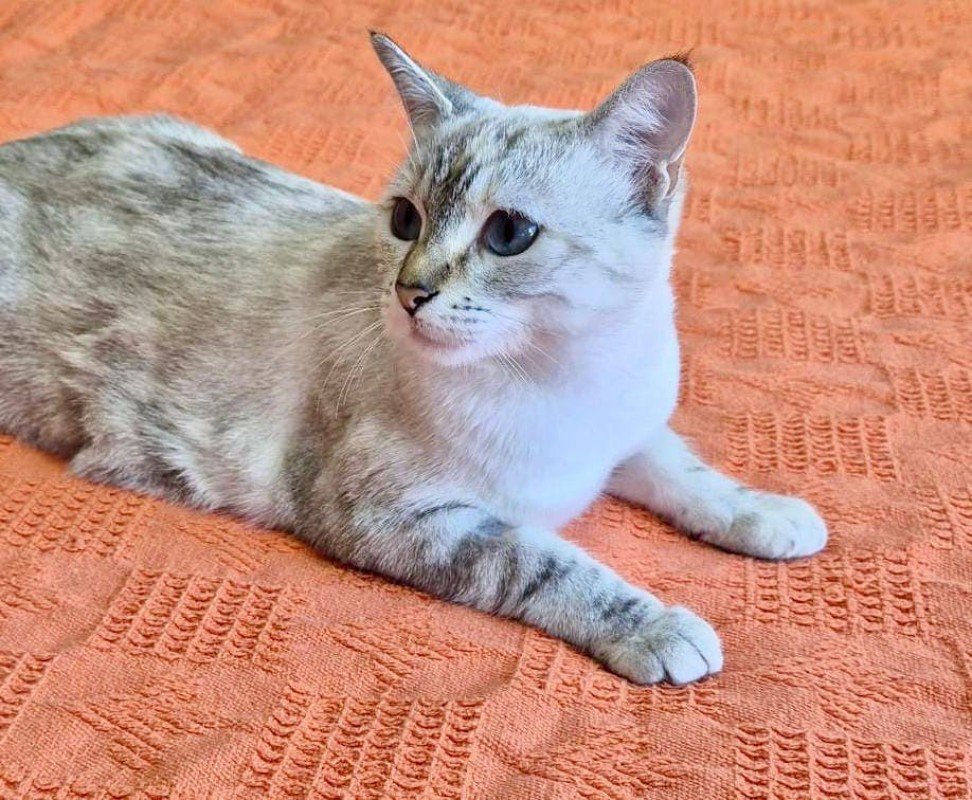 Nomi