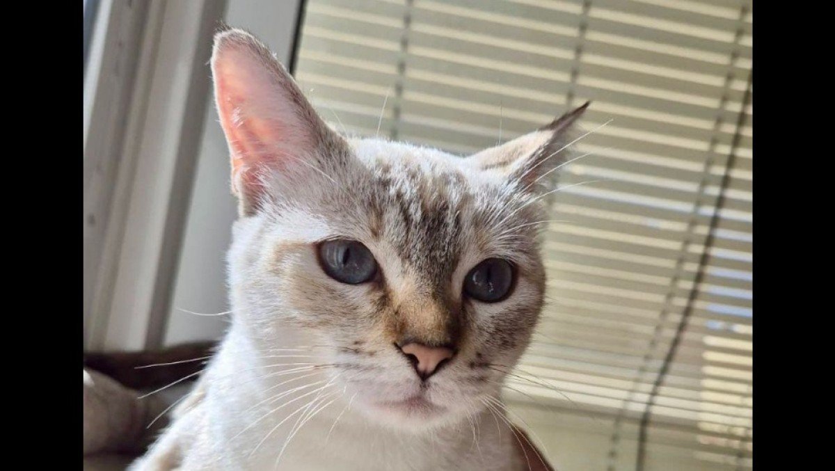 Nomi