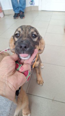 Holly
