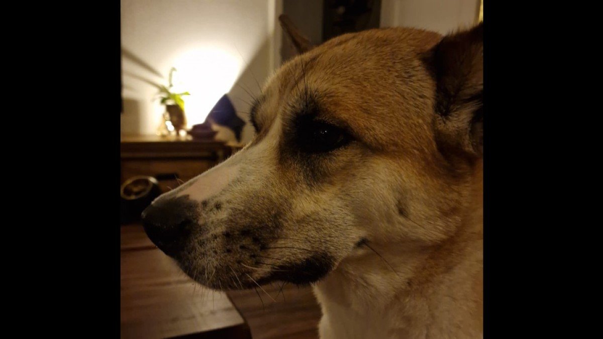 Chiccu