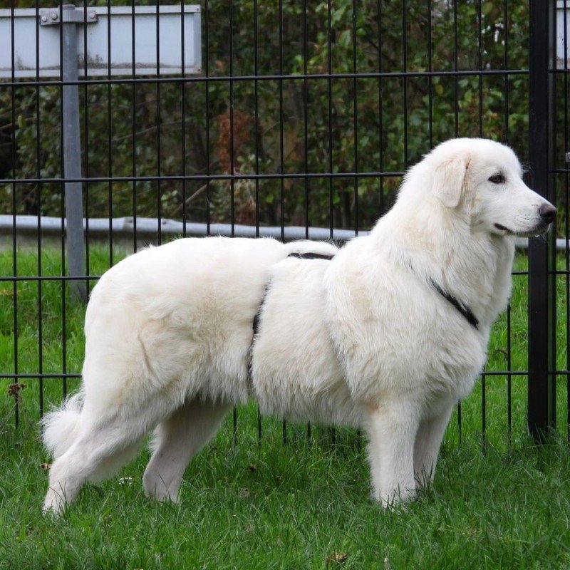 Victor