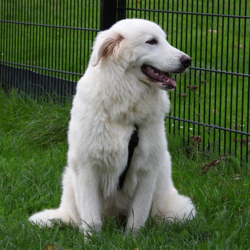Victor
