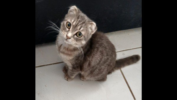 Salome