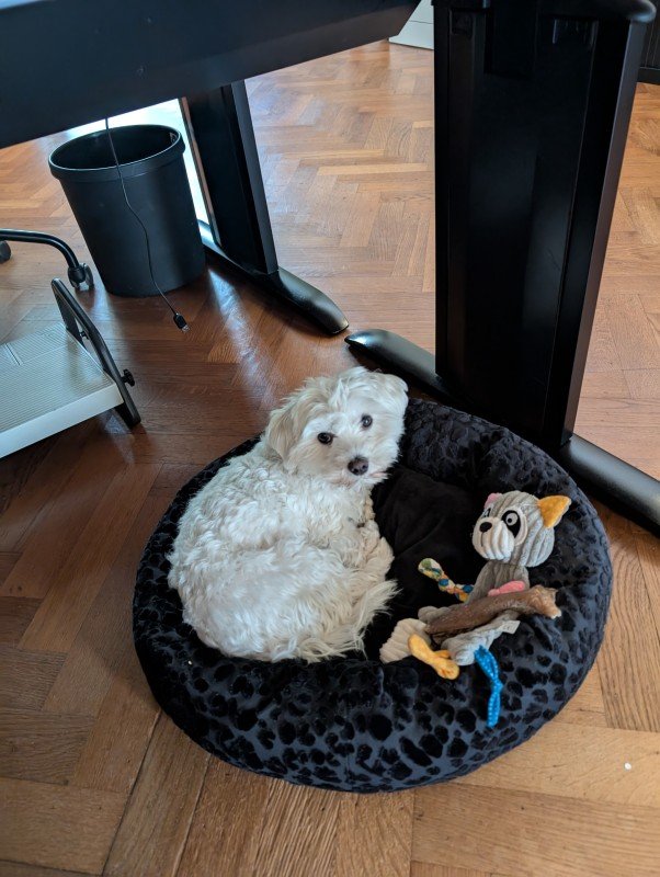 Buddy
