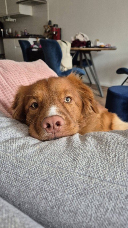 Bodi