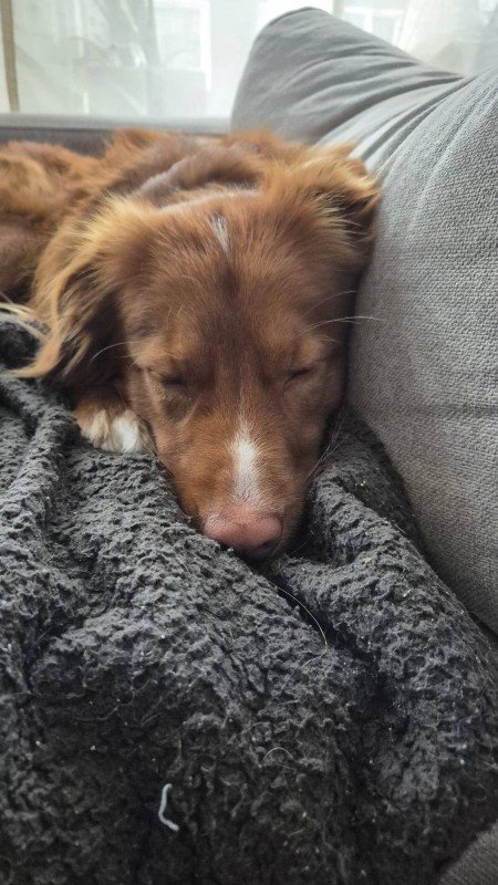 Bodi