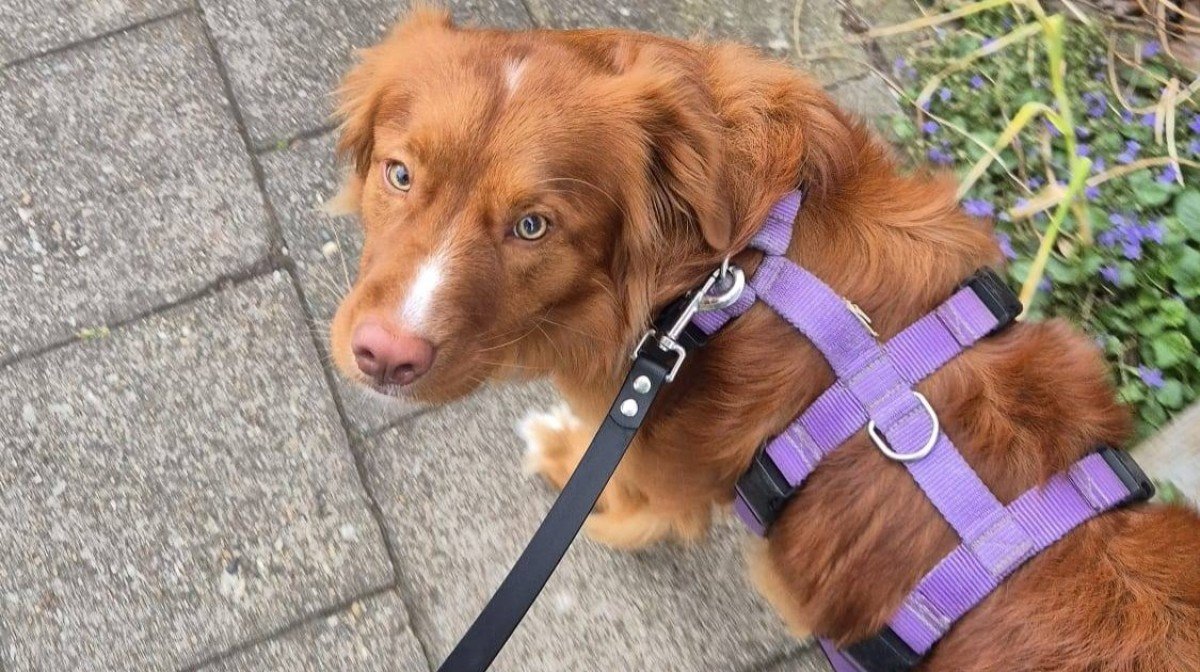 Bodi