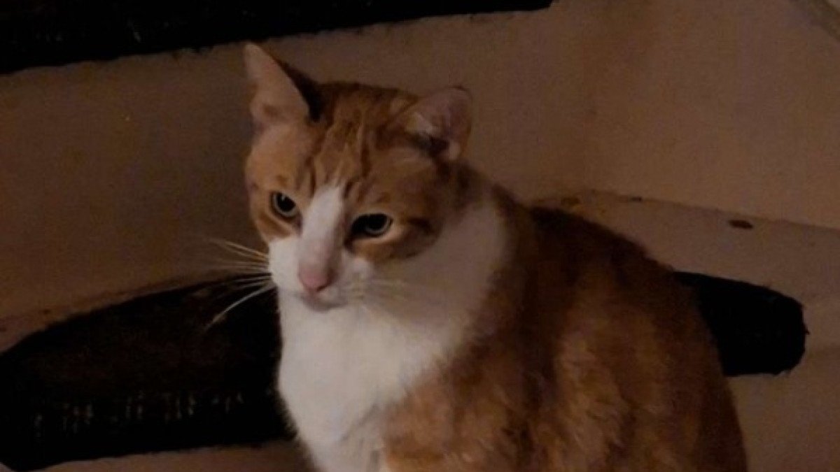 Tijger
