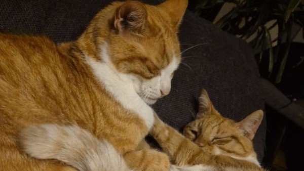 Tijger