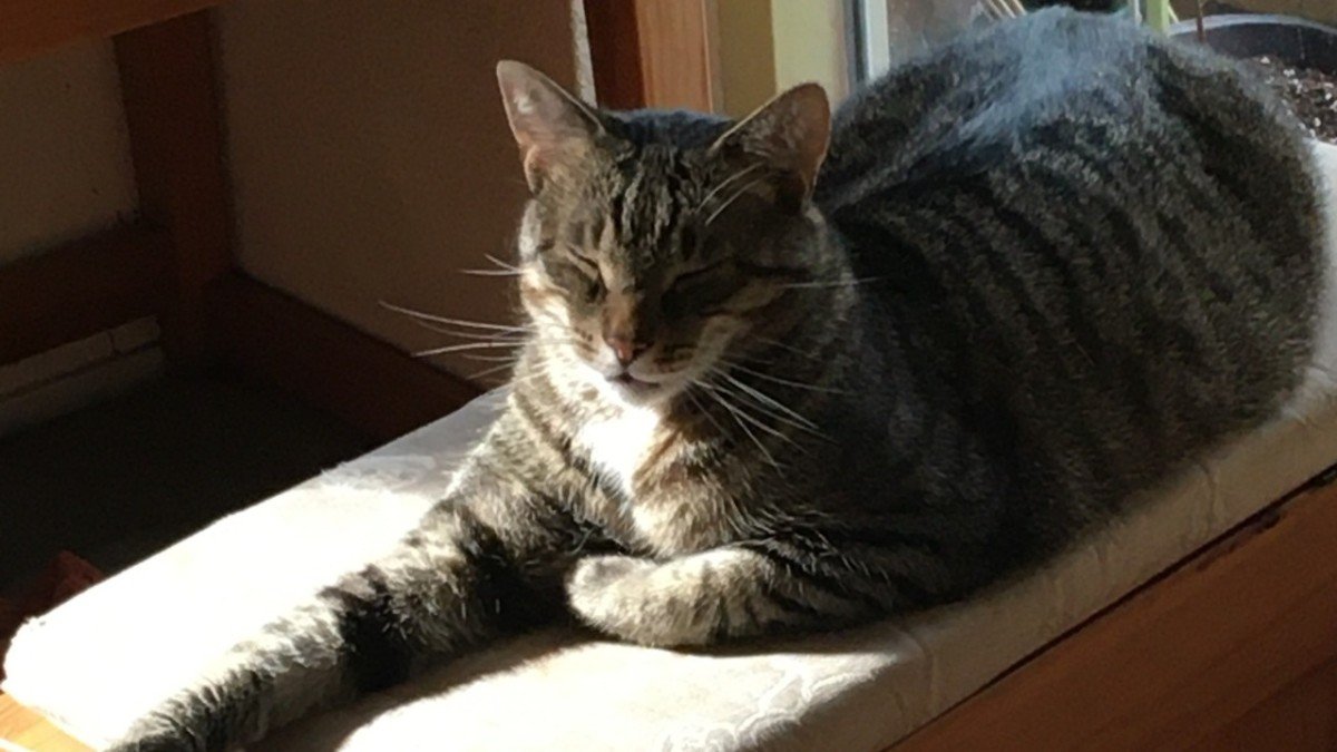 Obsy